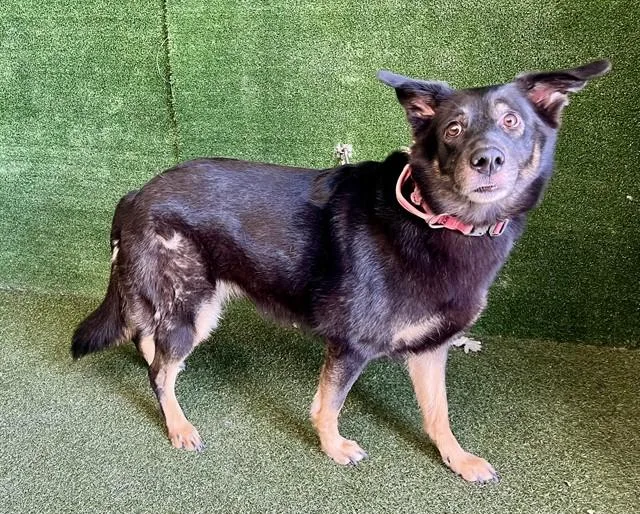 An adult large-sized female German Shepherd Dog dog named Jamie for adoption in Lancaster, CA