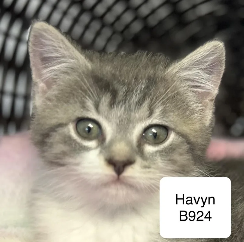 A baby medium-sized female Tabby (Gray / Blue / Silver) Domestic Long Hair cat named Havyn for adoption in Morganton, NC