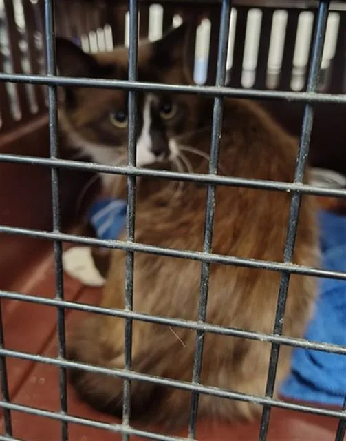 A young large-sized female Siamese cat named Cleo for adoption in Casper, WY