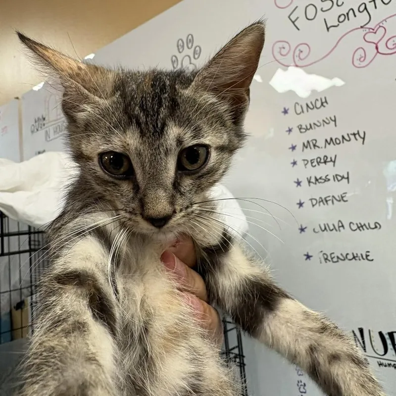 A baby small-sized female Gray / Blue / Silver American Shorthair cat named Toffee for adoption in Fulton, TX