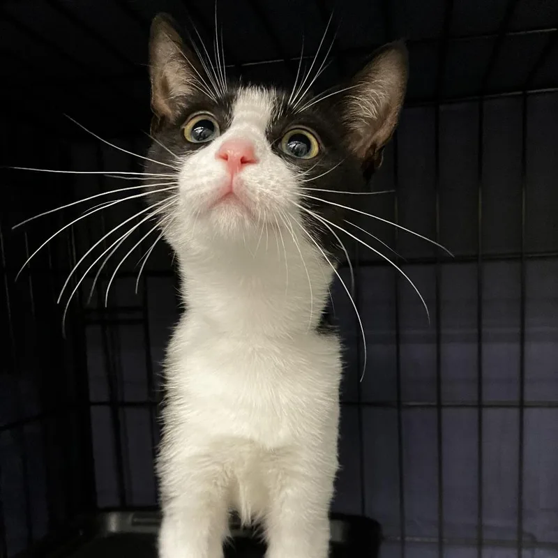 A baby small-sized male Black Domestic Short Hair cat named Piglet for adoption in Wilmington, DE