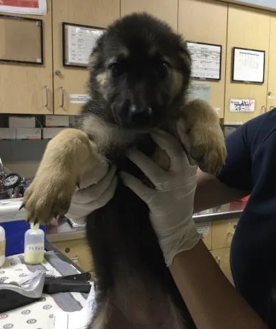 A baby small-sized female German Shepherd Dog dog named Emma for adoption in Riverside, CA