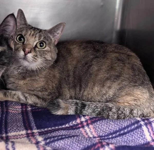 An adult small-sized female Domestic Short Hair cat named Baby Girl  Bonded for adoption in Sheboygan, WI