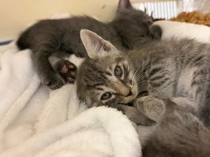 A baby small-sized male Domestic Short Hair cat named Mackerel for adoption in Chamblee, GA