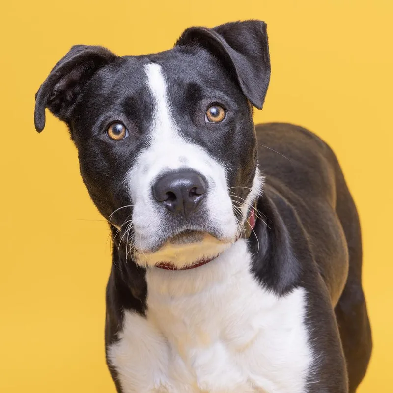 Hamstring thumbnail 2