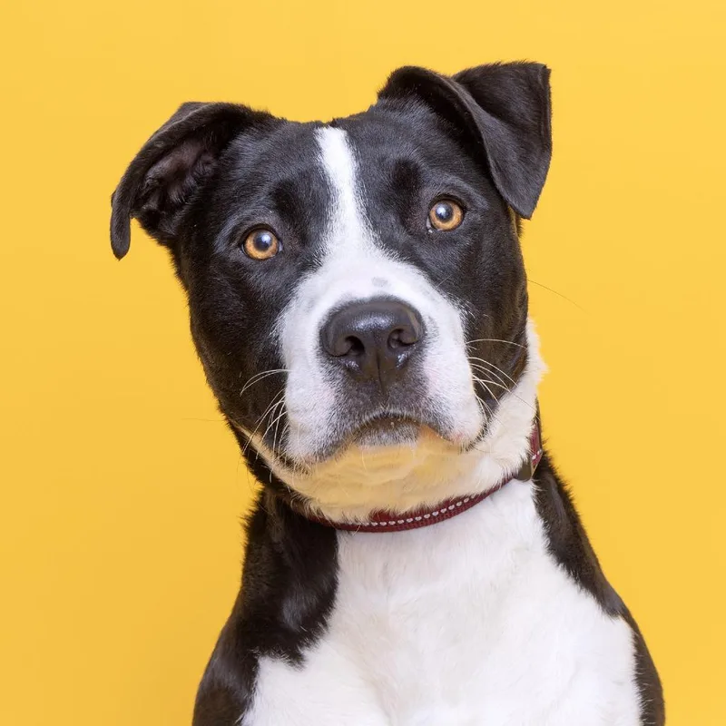 Hamstring thumbnail 3