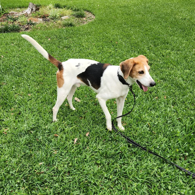 Shiloh