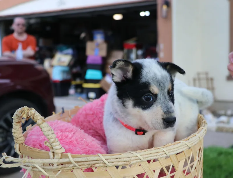 A baby medium-sized female Tricolor (Brown, Black, & White) Mixed Breed dog named Joyful "joy" for adoption in Pflugerville, TX