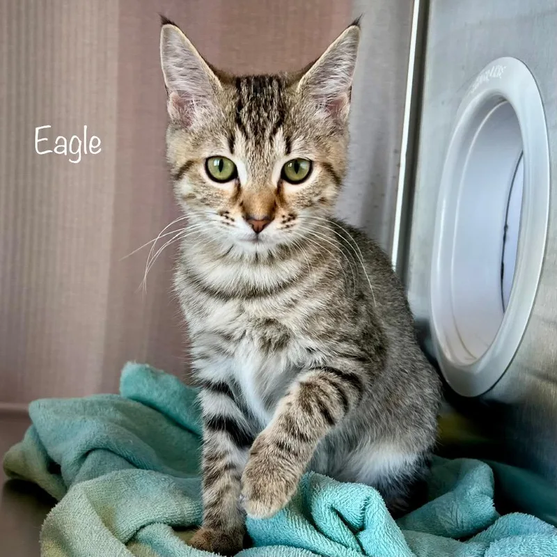 A young medium-sized female Domestic Short Hair cat named Eagle for adoption in Knoxville, TN