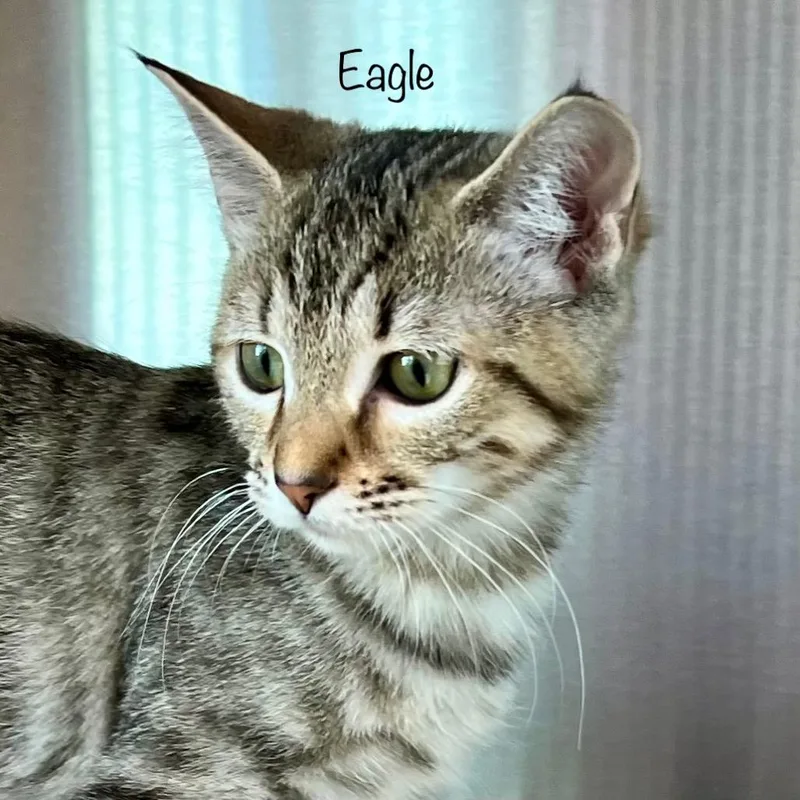 Eagle thumbnail 2
