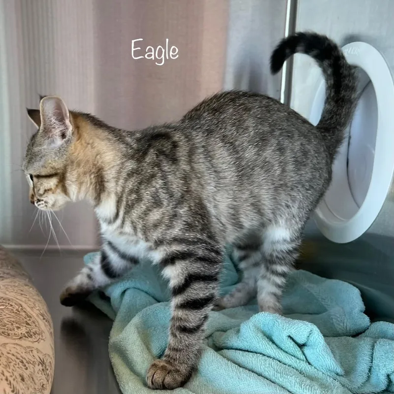 Eagle thumbnail 5