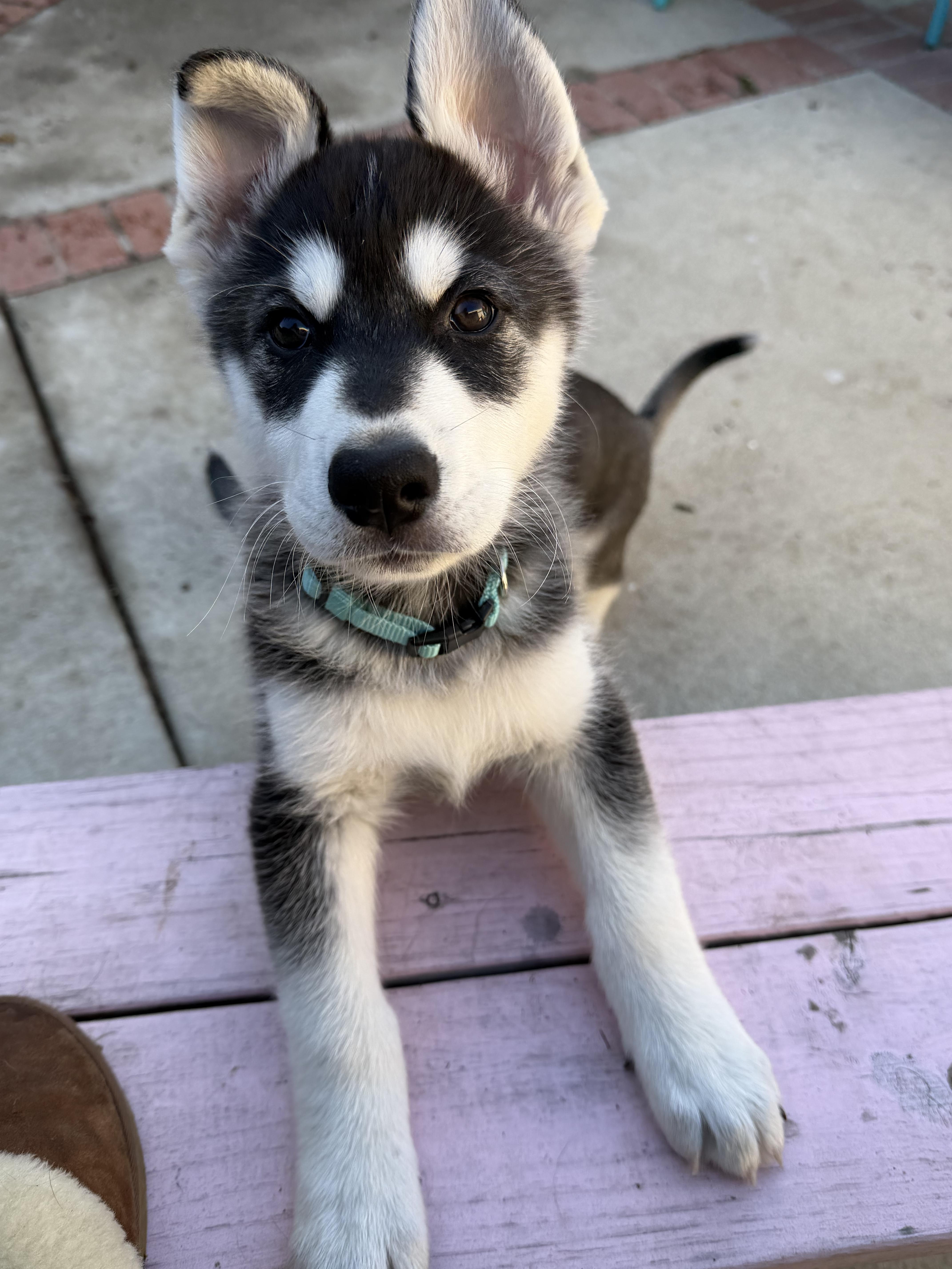 A baby large-sized male Gray / Blue / Silver Husky dog named Atlas for adoption in Los Angeles, CA