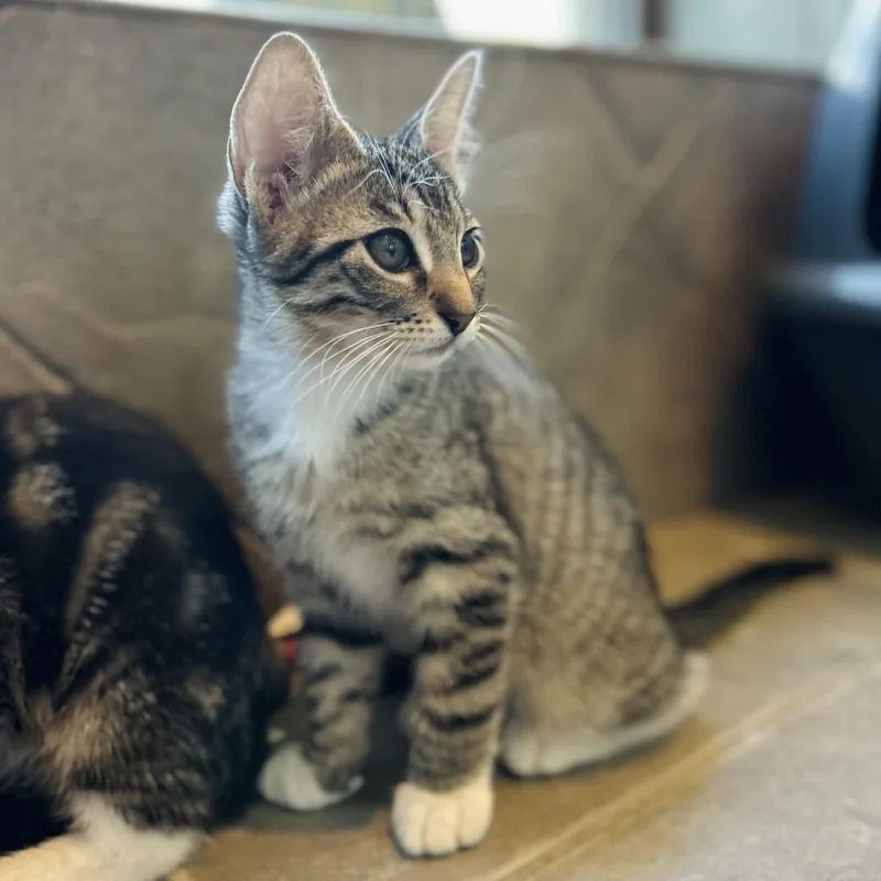 A baby small-sized male Tabby (Buff / Tan / Fawn) American Shorthair cat named Pockets for adoption in Seguin, TX