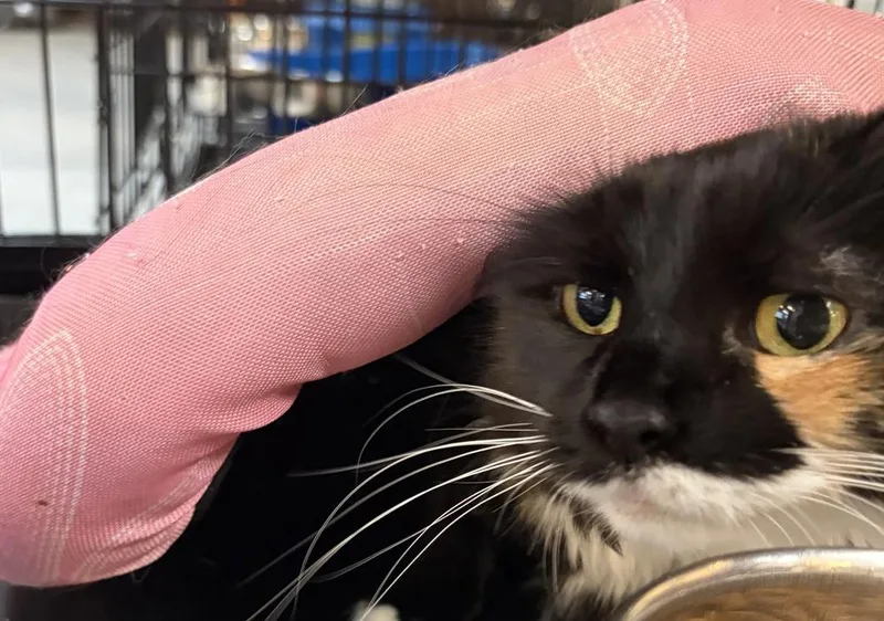 An adult medium-sized female Domestic Medium Hair cat named Bella Girl for adoption in Southbury, CT