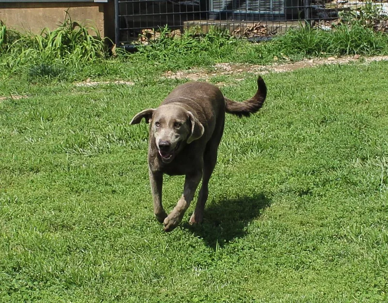 An adult large-sized female Gray / Blue / Silver Labrador Retriever dog named Phoebe for adoption in Neosho, MO
