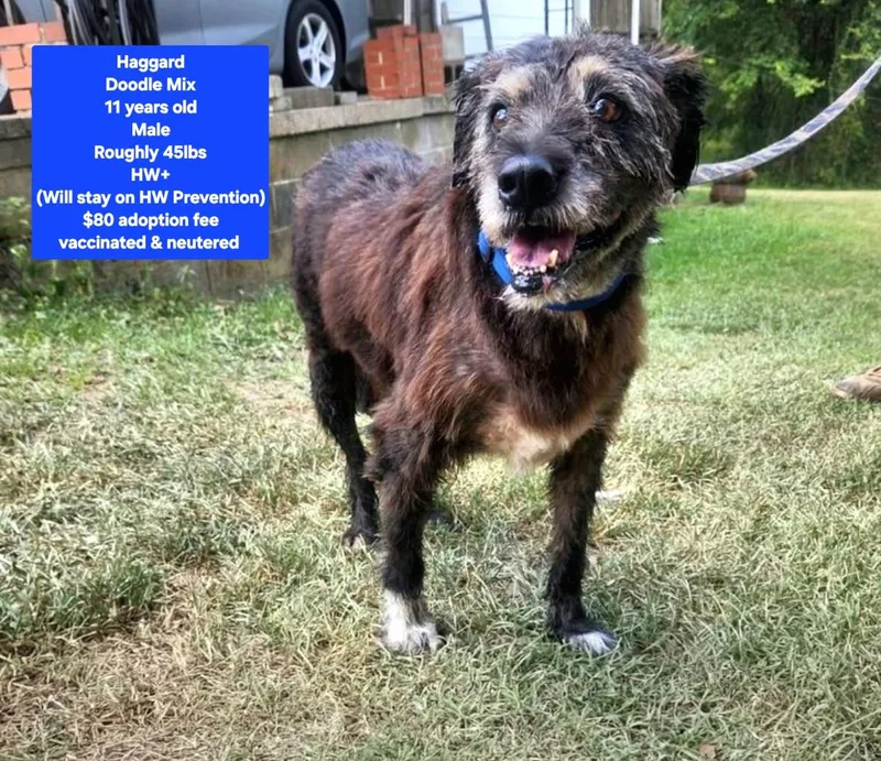 A senior medium-sized male Labradoodle dog named Haggard for adoption in Oviedo, FL