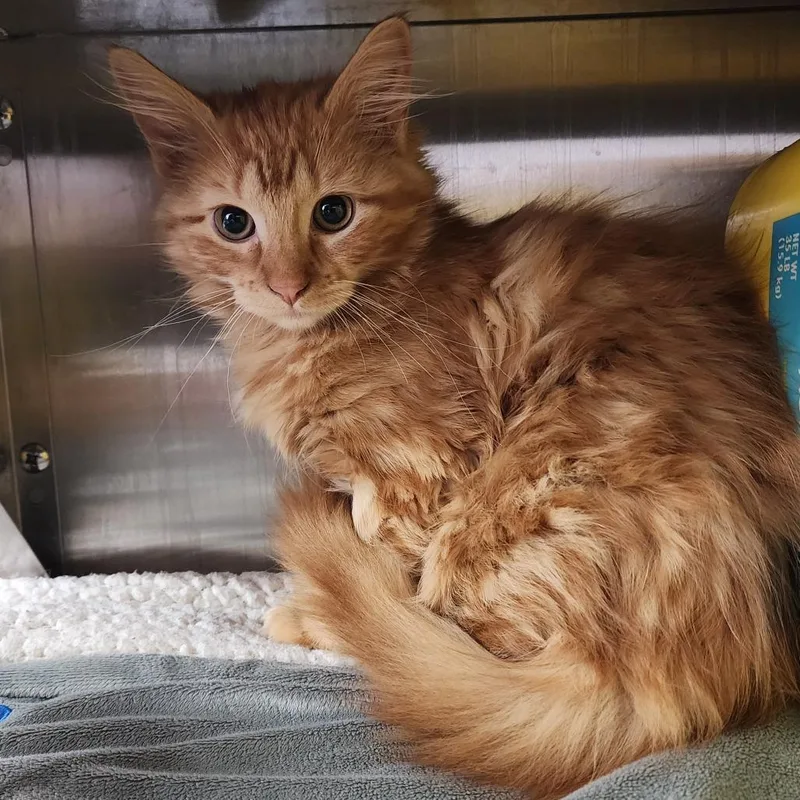 Tiger Lilly thumbnail 2