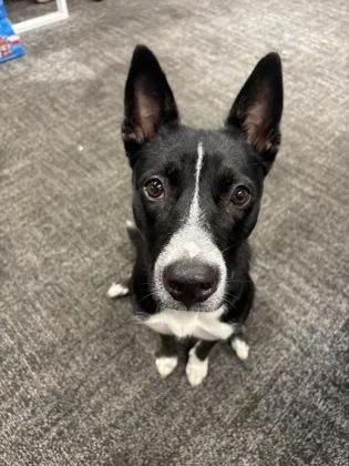 An adult medium-sized female Mixed Breed dog named Lebby for adoption in West Chester, PA