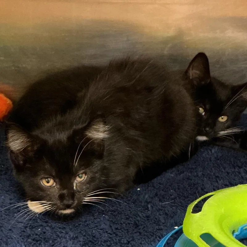 A baby small-sized female Black Domestic Short Hair cat named Ella for adoption in Waynesburg, PA