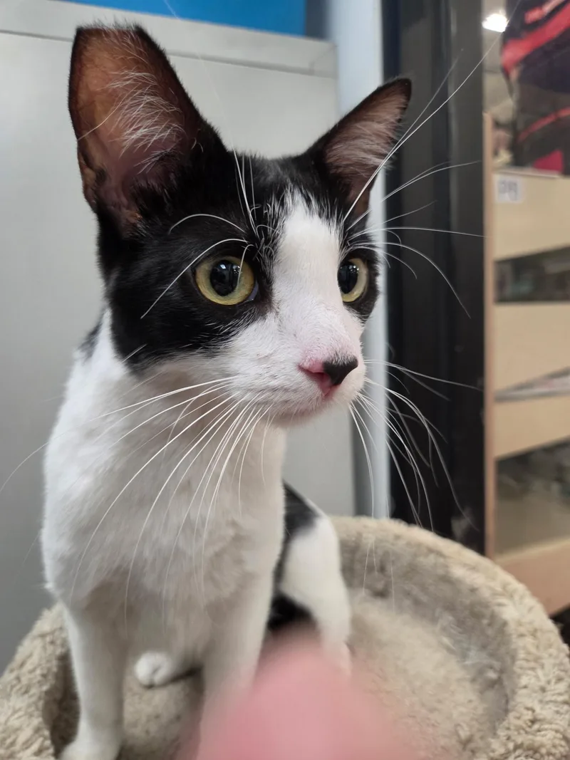 A young medium-sized male Domestic Short Hair cat named Danny for adoption in Henderson, NV
