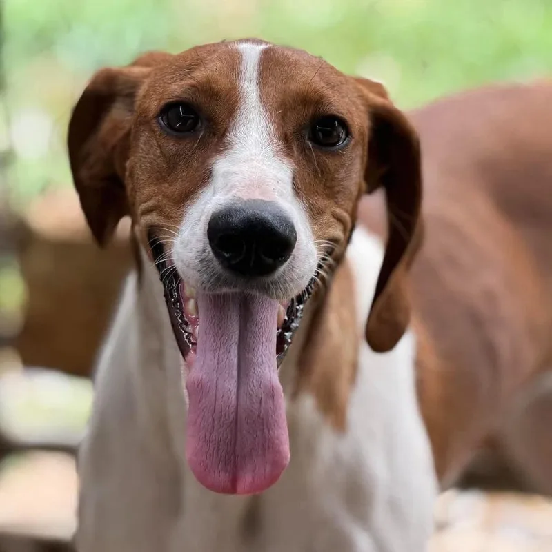 An adult medium-sized female White / Cream Hound dog named Brenda for adoption in Frederick, MD