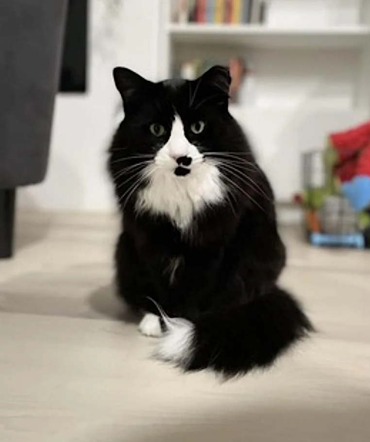 An adult medium-sized male Black & White / Tuxedo Balinese cat named Kiran and London Fog for adoption in Amherst, MA