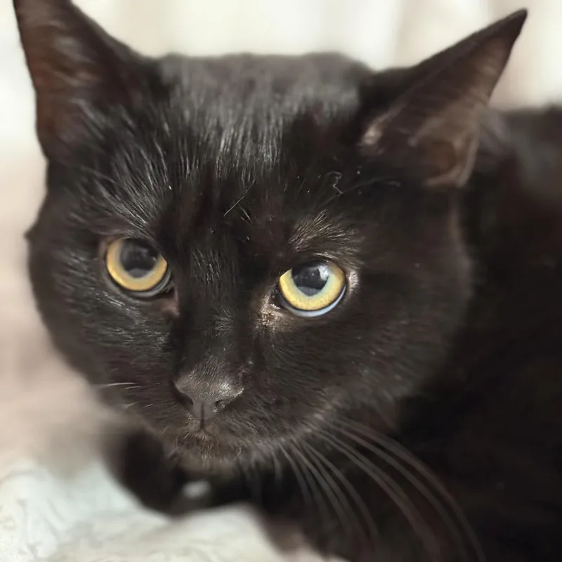A young medium-sized male Black Domestic Short Hair cat named Arthur for adoption in Mount Laurel, NJ