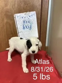 A baby small-sized male Great Pyrenees dog named Atlas for adoption in Welling, OK