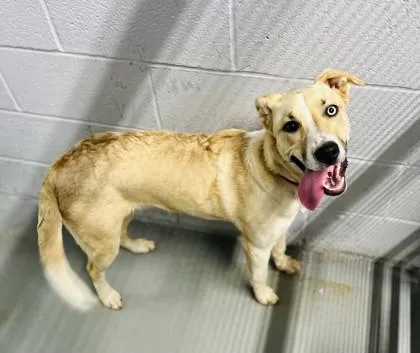 A young medium-sized female White / Cream Husky dog named Nala Blue for adoption in Bishop, GA