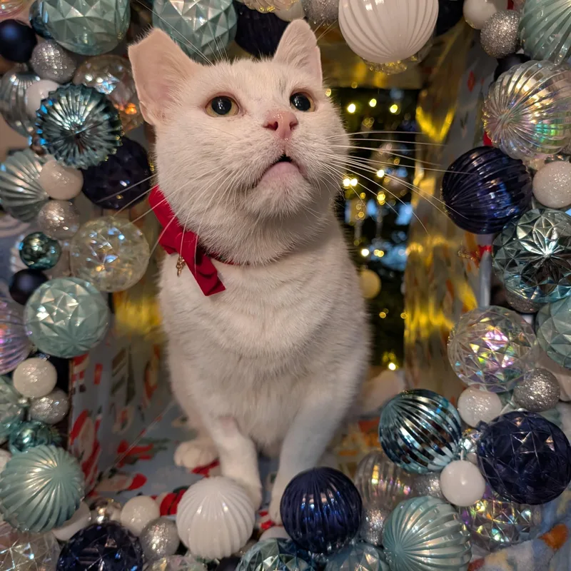 Snowball thumbnail 5
