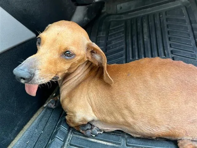 An adult small-sized female Dachshund dog named Tootsie for adoption in San Antonio, TX