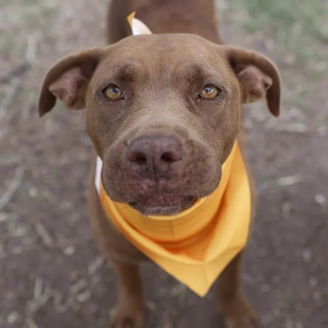 An adult medium-sized female American Staffordshire Terrier dog named Hershey for adoption in San Antonio, TX