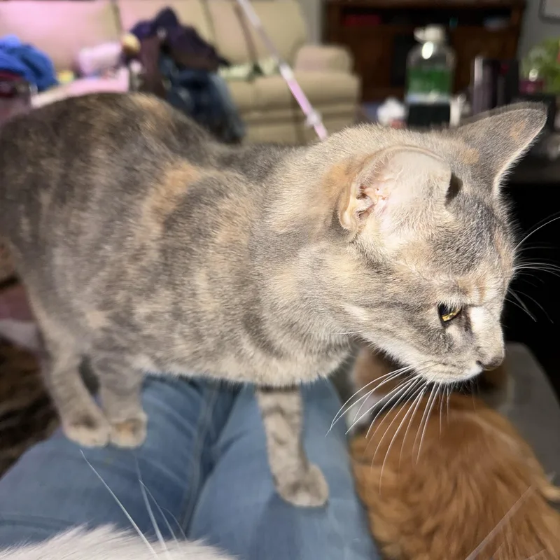 A young medium-sized female Domestic Short Hair cat named Ivy for adoption in Greenwood, IN