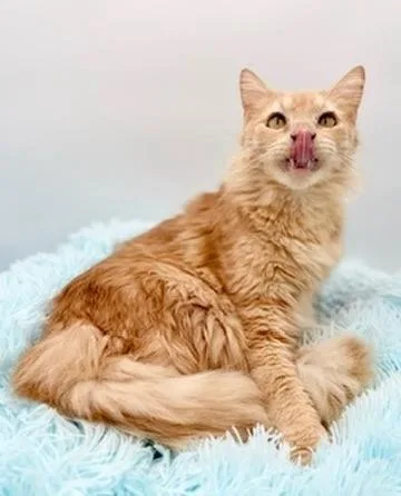 Winnette thumbnail 3