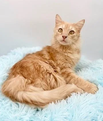 Winnette thumbnail 4