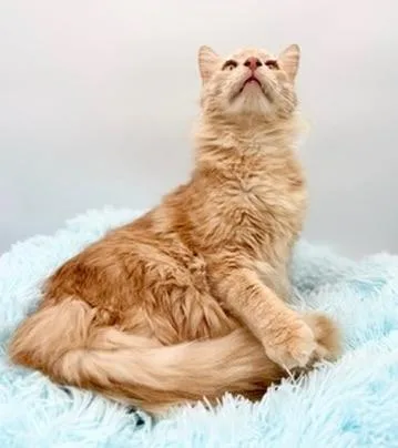 Winnette thumbnail 5