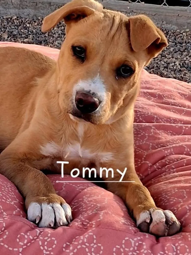 Tommy