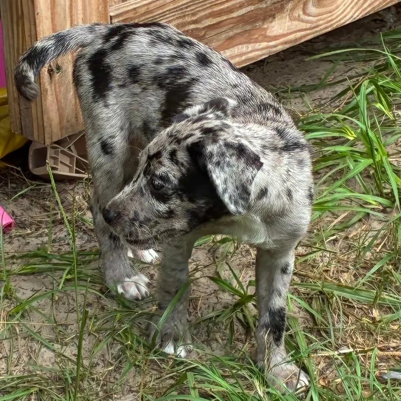 Georgia