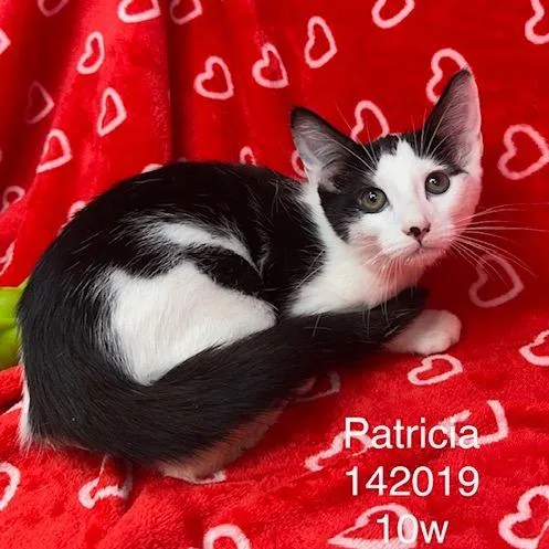 A baby small-sized female Domestic Short Hair cat named Patricia for adoption in New Tazewell, TN