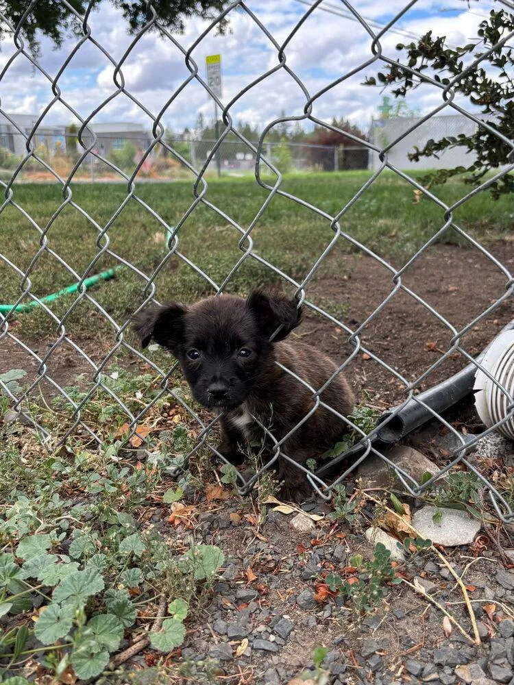 A baby small-sized male Mixed Breed dog named Solomon for adoption in Spokane, WA