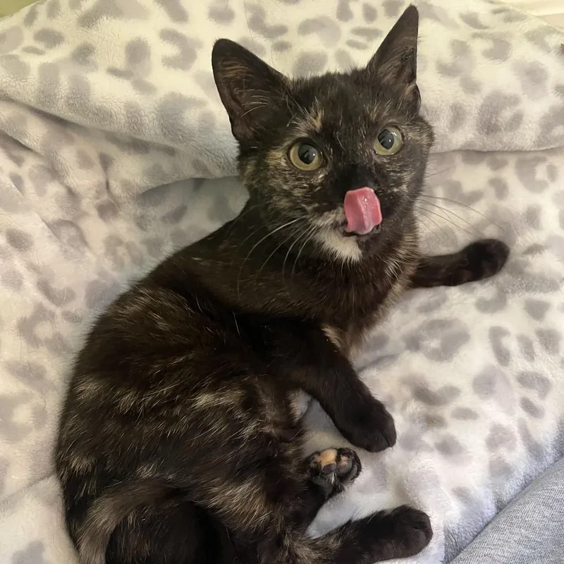 A young small-sized female Tortoiseshell Domestic Short Hair cat named Sable for adoption in La Grange, KY