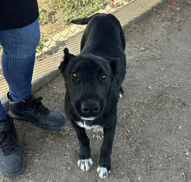 A young medium-sized female Labrador Retriever dog named Baby Girl for adoption in Bakersfield, CA