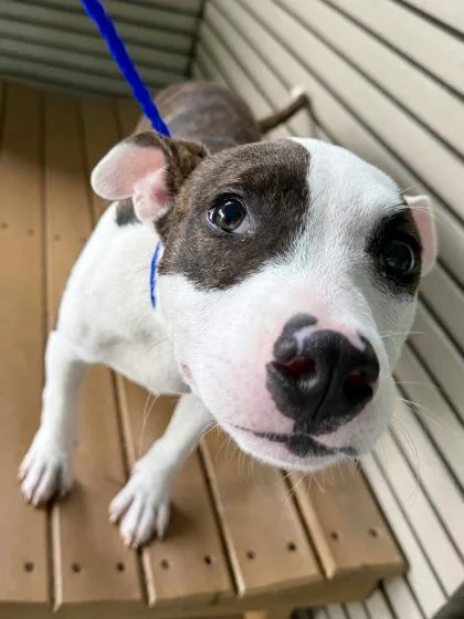 An adult medium-sized female Pit Bull Terrier dog named Maggie for adoption in New Orleans, LA
