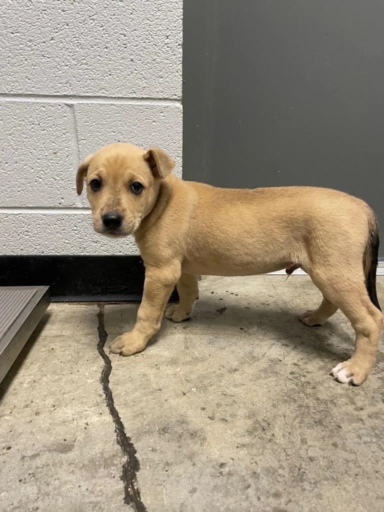 A baby large-sized male Mixed Breed dog named Harley for adoption in Henderson, NC