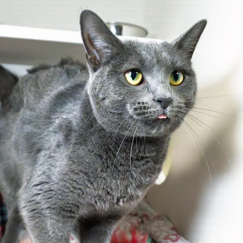 An adult medium-sized female Gray / Blue / Silver Russian Blue cat named Demi for adoption in South Elgin, IL