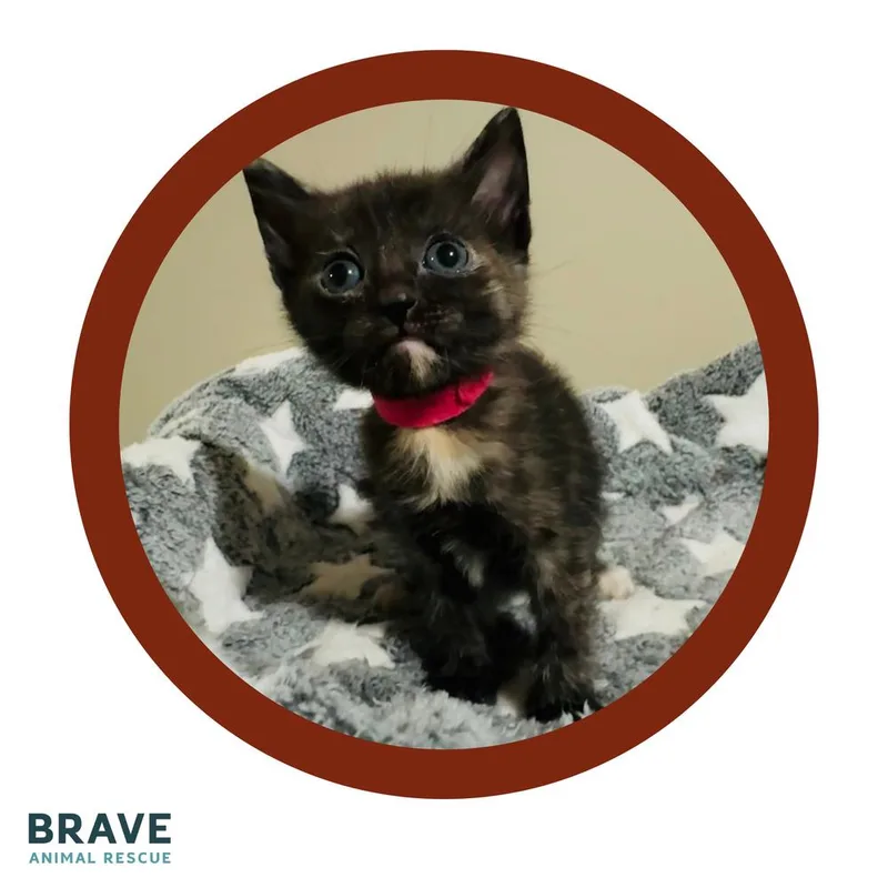 A baby small-sized female Domestic Short Hair cat named Cricket for adoption in Lincoln, NE