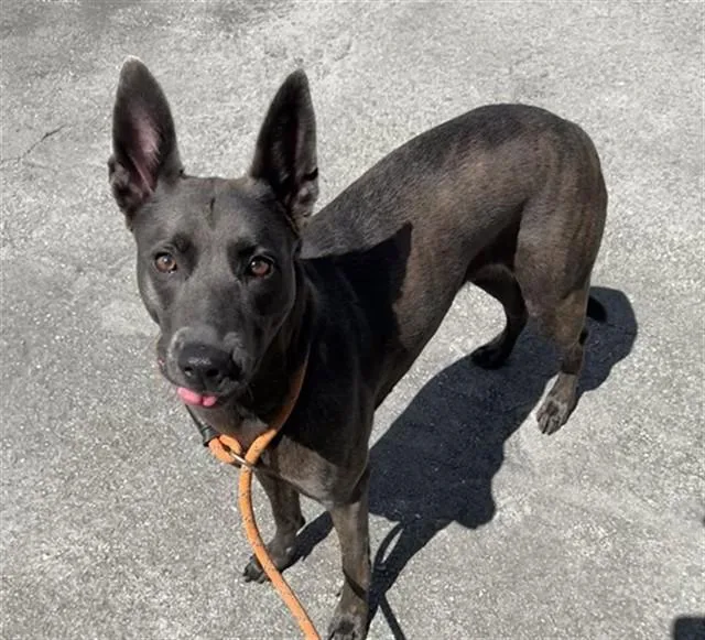 An adult large-sized female Dutch Shepherd dog named Xena for adoption in Miami, FL