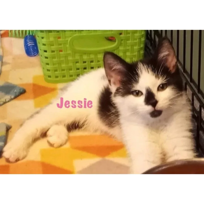 Jessie thumbnail 3