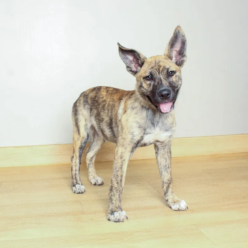 A baby medium-sized male Yellow Labrador Retriever dog named Mamba D for adoption in Minnetonka, MN