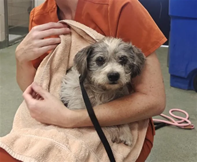 An adult small-sized male Mixed Breed dog named A for adoption in Santa Fe, NM